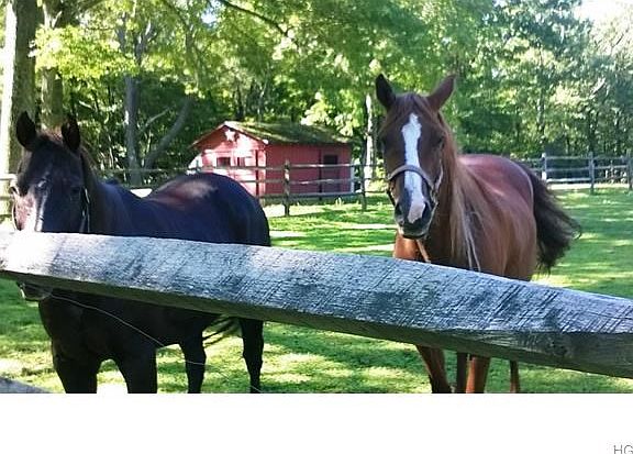 Plenty of room for your horses too.