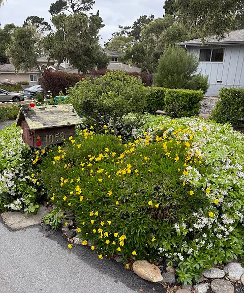 Landscaping for mail box (and quail!)
