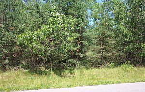 1st image of 42 Scotch Pine Ln