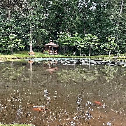 Pond with Koi