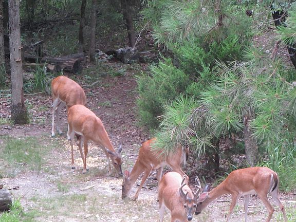 Deer in back yard
