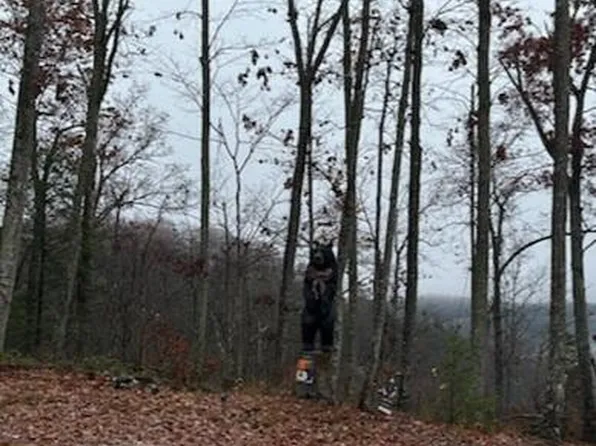 894 Heavenly Ln, Frenchburg, KY 40322