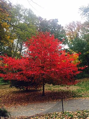 Rented by Immac Realty | media 32