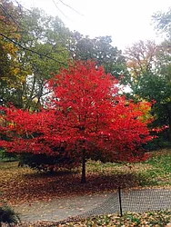 Rented by Immac Realty