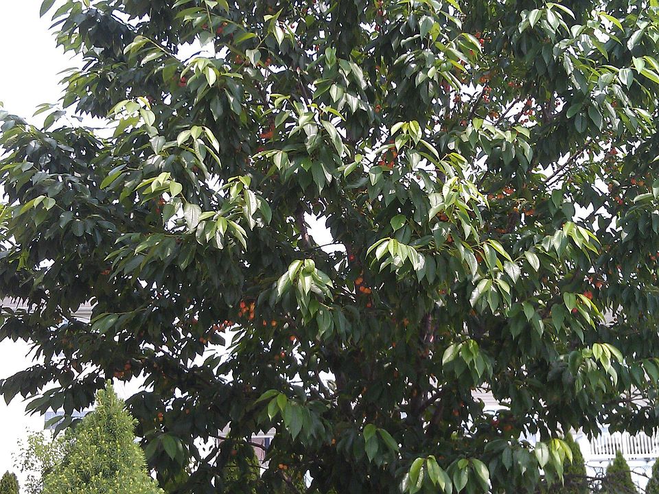 fruiting cherry tree