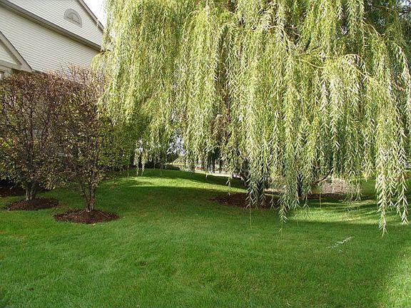 Side Yard