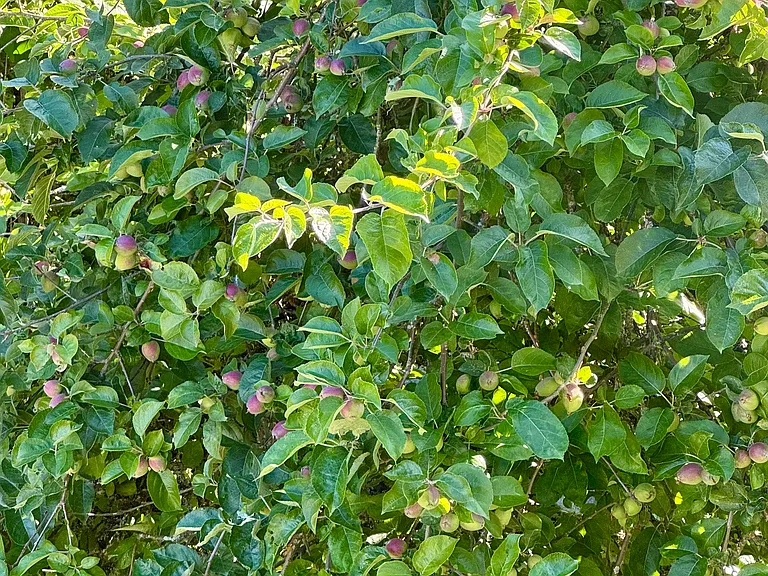 Apple Tree