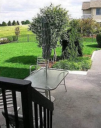 Back Yard 3