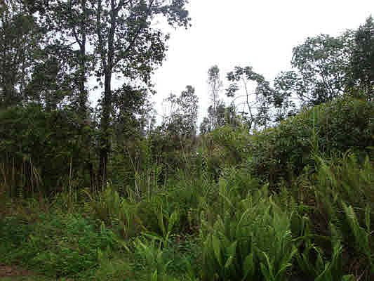 4th image of King Kamehameha Blvd Lot 25