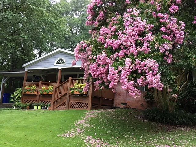 Front porch and a beautiful old Crepe Myrtle