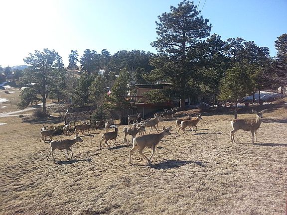 Deer crossing property