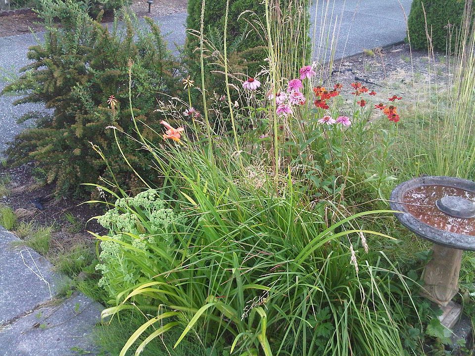 South Side Garden in Front