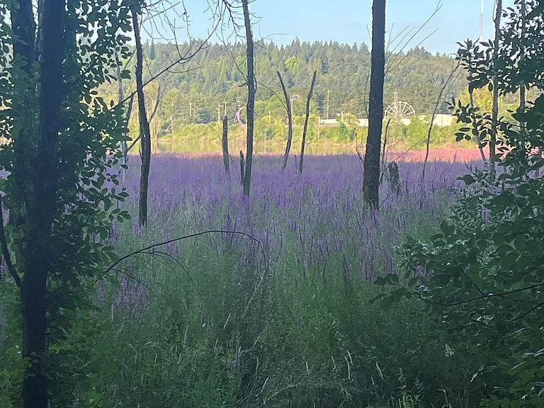 Oaks bottom trail