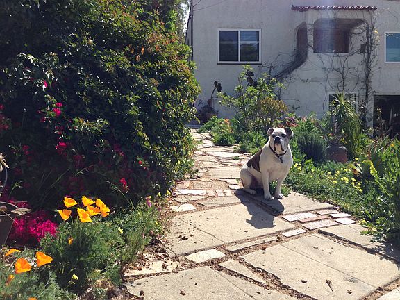 front garden