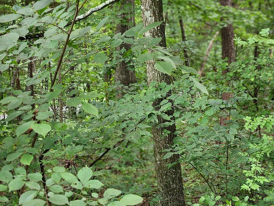 2nd image of Supinlick Rdg