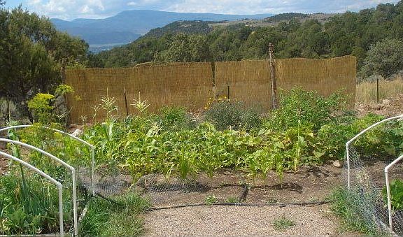Vegetable Garden