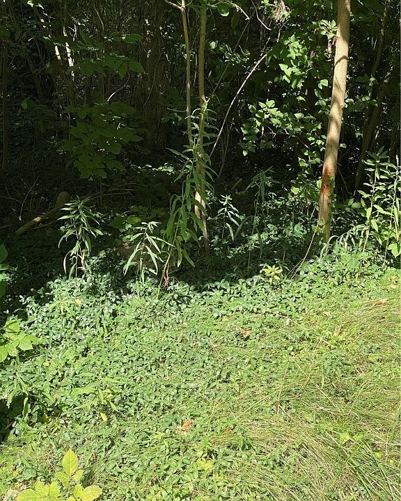 2nd image of Leroy Rd