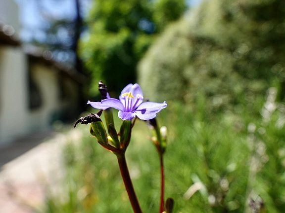 Wildflowers in the Garden