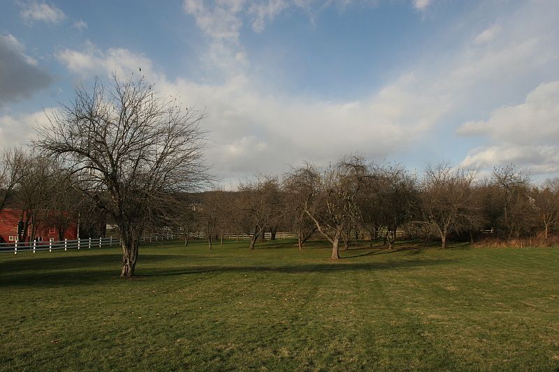 Rear Yard