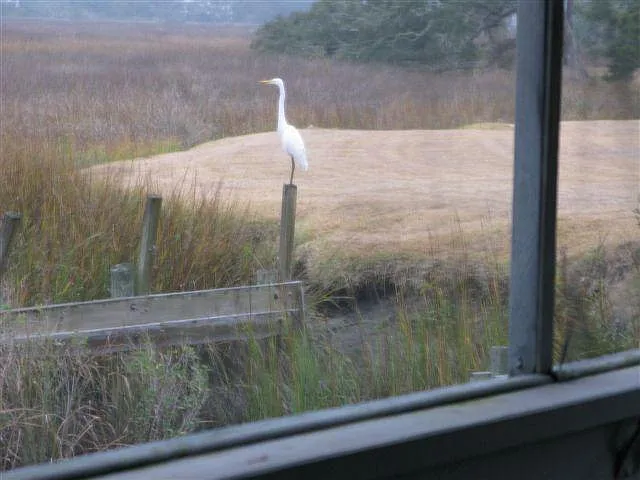 Egret in back yard