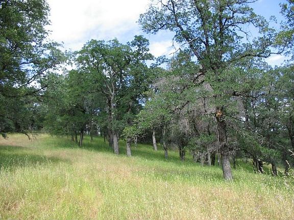 Mature Oak Trees