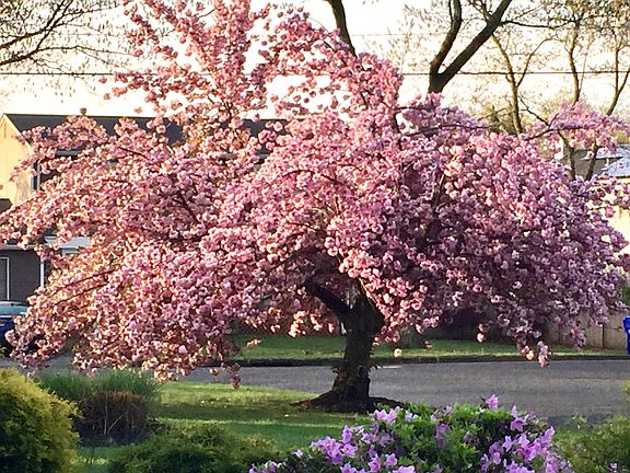 spring time is beautiful!