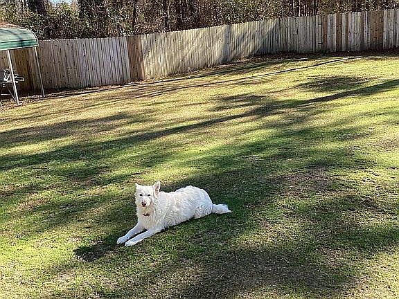Fenced in back yard