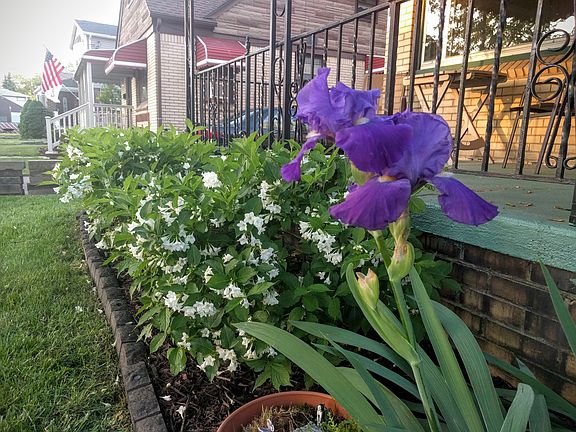 Irises & Flowering Bushes