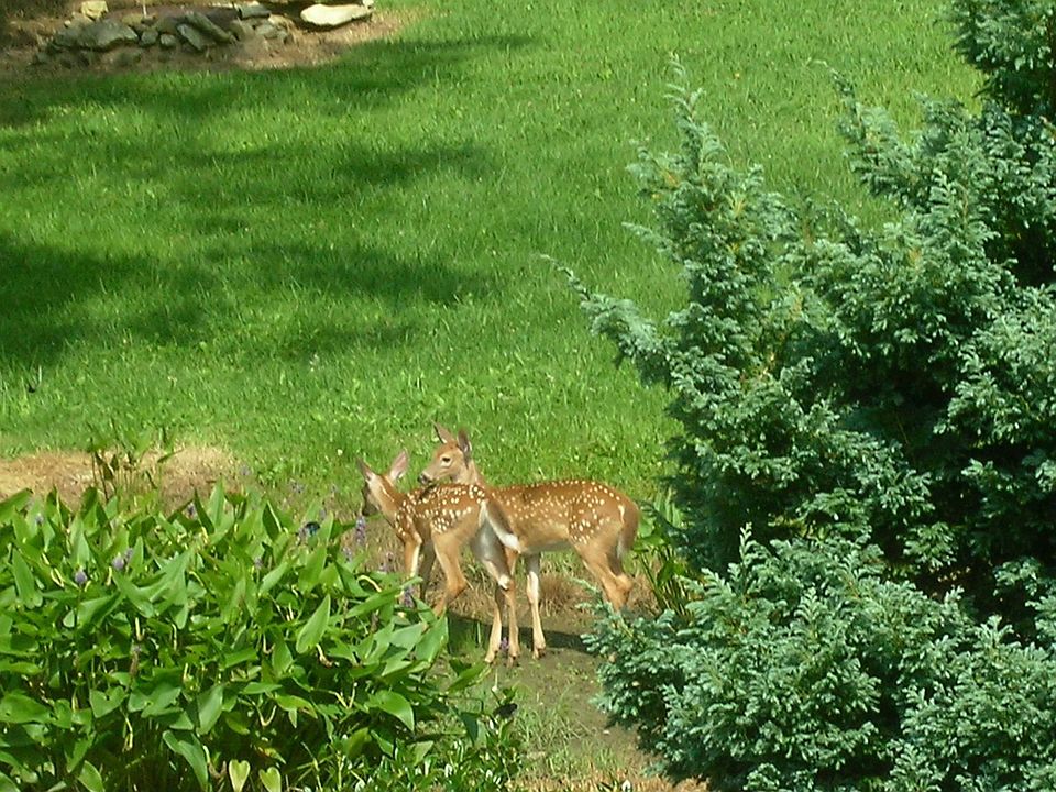 Deer in your front yard