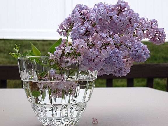 Lilacs grown in your yard.