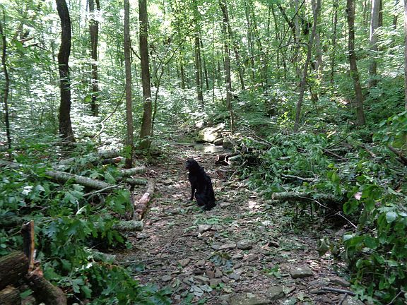 trail