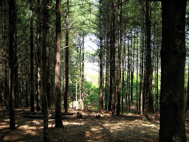 2nd image of Coves At Round Mtn Ph2a Lt 107