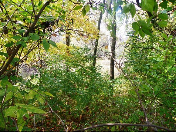 2nd image of 15059 Lucas Rd