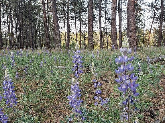 10.9 Acres 90% flat pristine