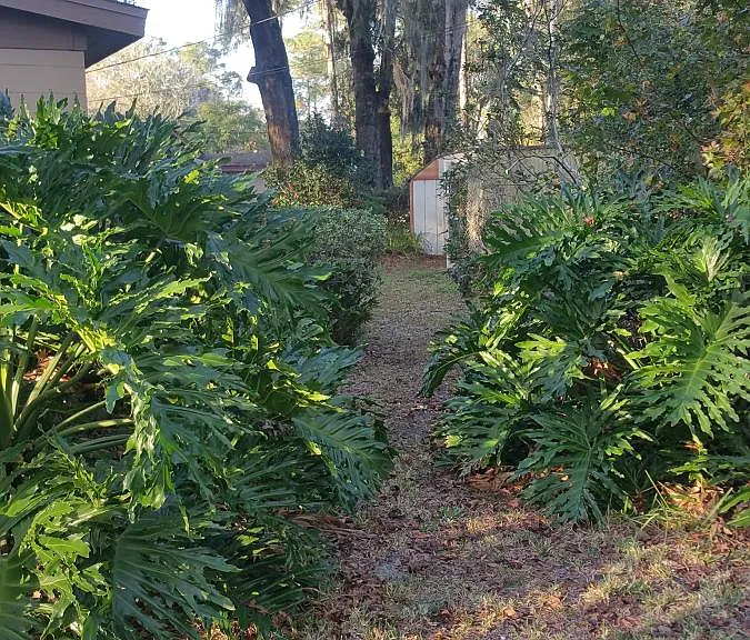 Lush Back Yard