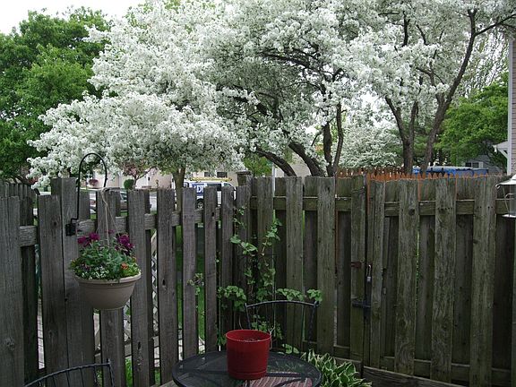 cherry blossoms in the spring in the backyard