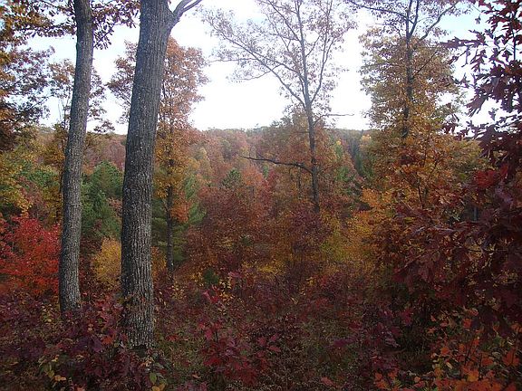 Lot backs up to state land