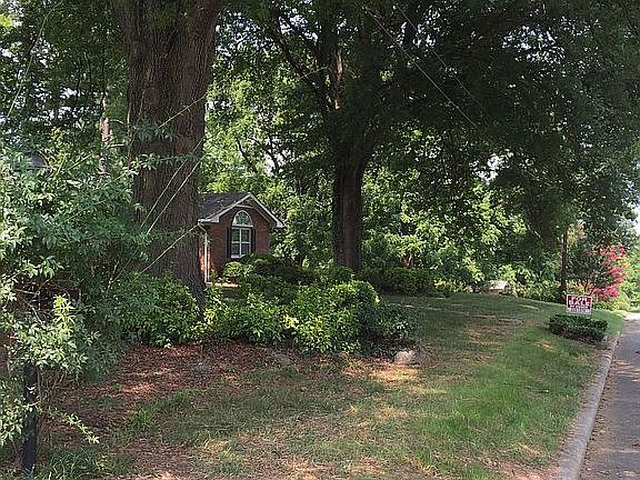 Beautiful Pin Oak Trees