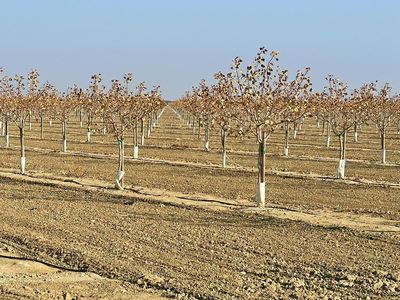 24927 Mount Whitney Ave, Five Points, CA, 93624