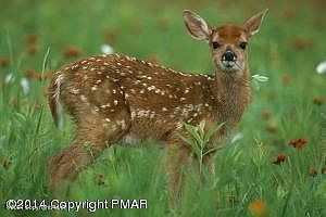 1st image of Maxatawny Dr