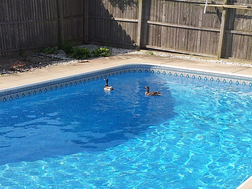 In-Ground Swimming Pool