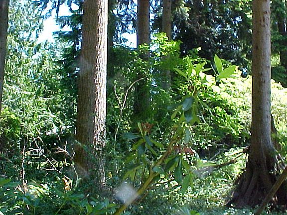 4th image of 7127 123rd Ave NE