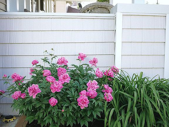 Peonies