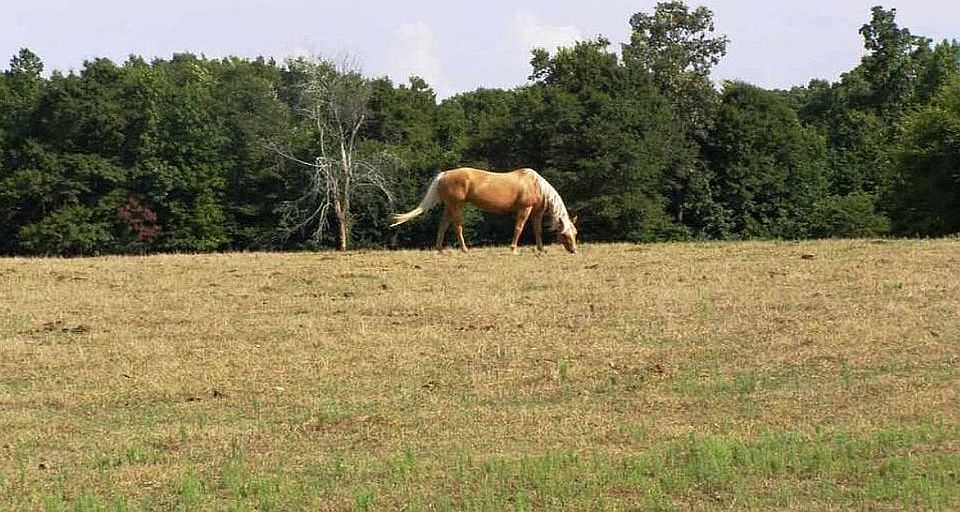 Beautiful Farmland/Homestead