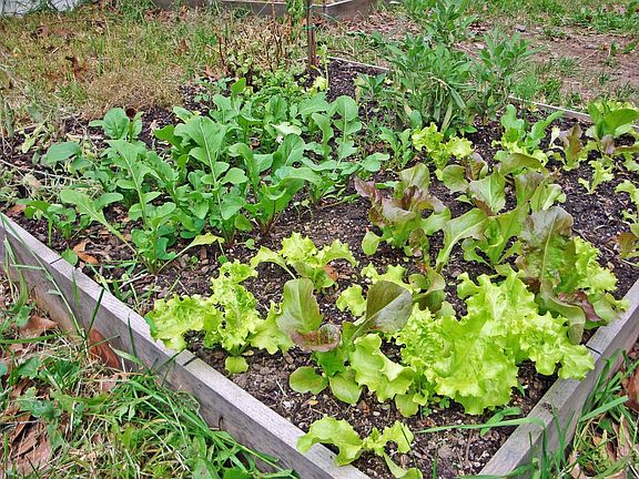 Organic Garden 1