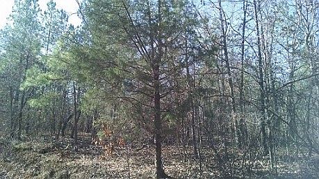 4th image of 110 Bear Creek Trl