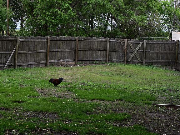 Fenced Yard (Rooster)