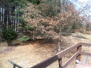 City? Feels country!