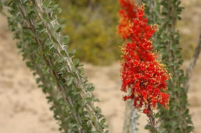 Desert Way — Photo 16