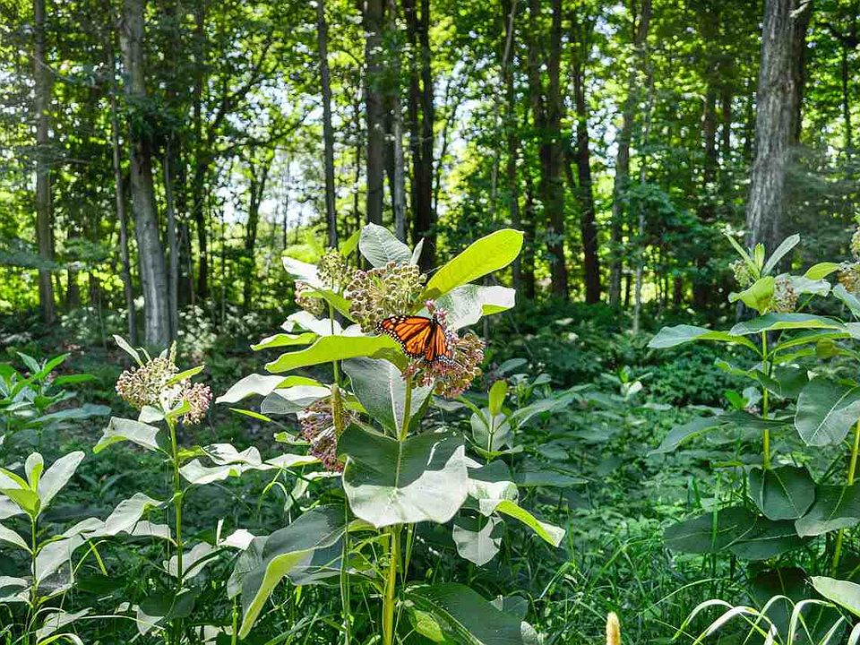 1st image of Wild Woods Ct